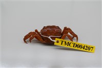 藏品(肉球近方蟹)的圖片